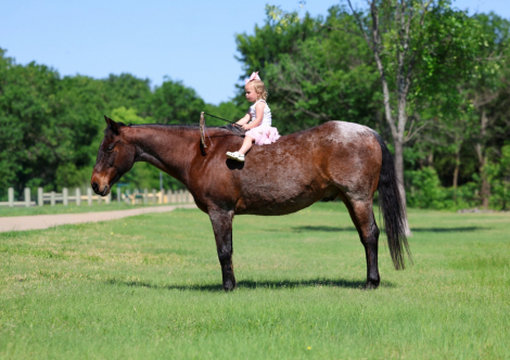 HorseID: 2299697 LITTLE SNIPPYS HAZE - PhotoID: 1098278