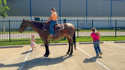 HorseID: 2299697 LITTLE SNIPPYS HAZE - PhotoID: 1098279