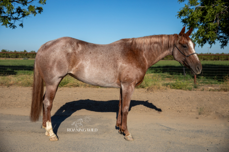 HorseID: 2299708 Boons Rosé and Slay - PhotoID: 1080991