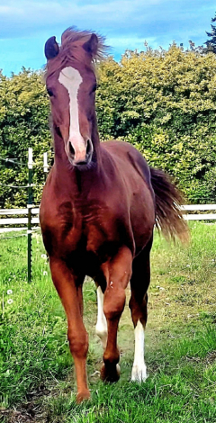 HorseID: 2299711 Nevadas Smokin Gun - PhotoID: 1080996