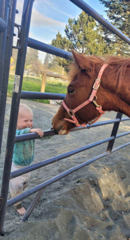 HorseID: 2299711 Nevadas Smokin Gun - PhotoID: 1080997