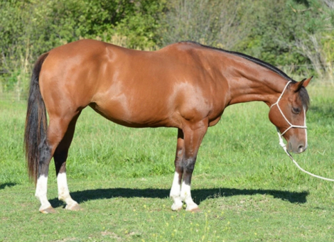 HorseID: 2299711 Nevadas Smokin Gun - PhotoID: 1080998