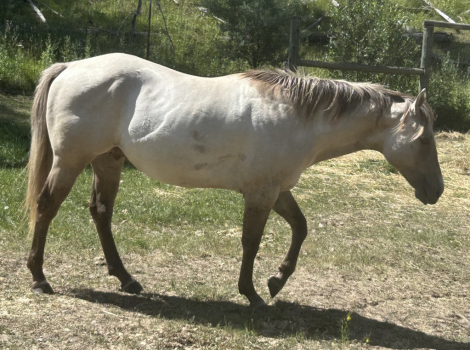 HorseID: 2299716 Dun Skip N Black Ice - PhotoID: 1080999