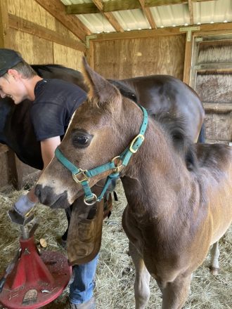 HorseID: 2299722 THIS COLT IS ELIGIBLE FOR REGISRATION WITH AQHA - PhotoID: 1081052