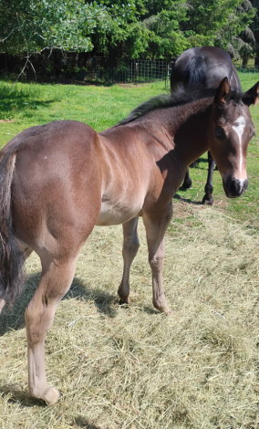 HorseID: 2299722 THIS COLT IS ELIGIBLE FOR REGISRATION WITH AQHA - PhotoID: 1081053