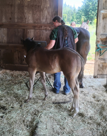 HorseID: 2299722 THIS COLT IS ELIGIBLE FOR REGISRATION WITH AQHA - PhotoID: 1081054