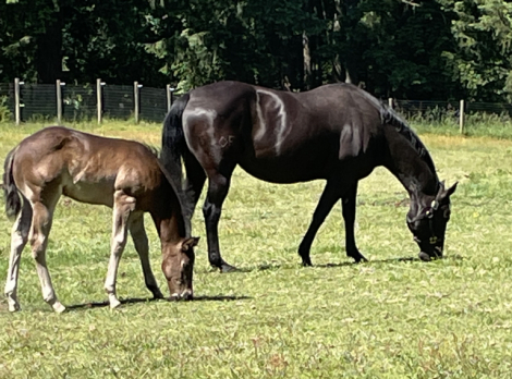 HorseID: 2299722 THIS COLT IS ELIGIBLE FOR REGISRATION WITH AQHA - PhotoID: 1081055