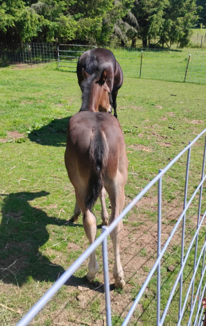 HorseID: 2299722 THIS COLT IS ELIGIBLE FOR REGISRATION WITH AQHA - PhotoID: 1081056