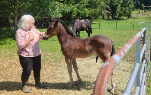 HorseID: 2299722 THIS COLT IS ELIGIBLE FOR REGISRATION WITH AQHA - PhotoID: 1081057