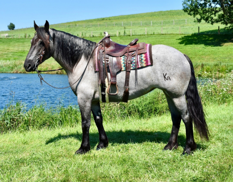 HorseID: 2299743 Goose - PhotoID: 1081048