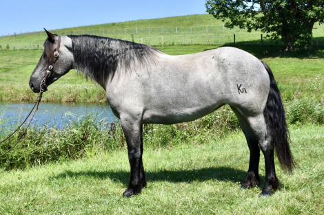 HorseID: 2299743 Goose - PhotoID: 1081049