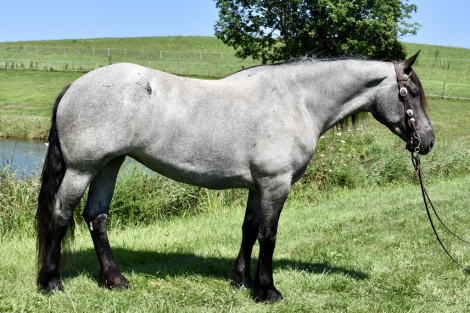 HorseID: 2299743 Goose - PhotoID: 1081050