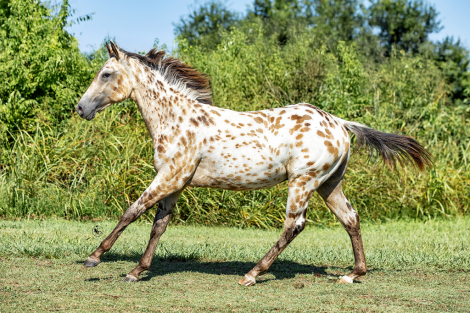 HorseID: 2299756 DZS LOOKIN PIP - PhotoID: 1081098