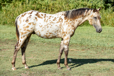 HorseID: 2299756 DZS LOOKIN PIP - PhotoID: 1081099