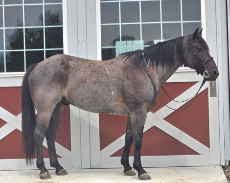 HorseID: 2299788 Hancocks Misty Blue - PhotoID: 1081129