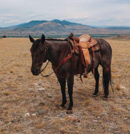 HorseID: 2299788 Hancocks Misty Blue - PhotoID: 1081131