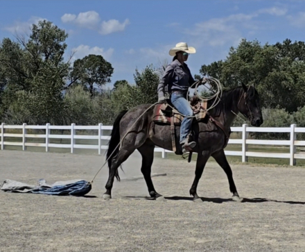 HorseID: 2299788 Hancocks Misty Blue - PhotoID: 1081132