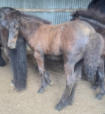 HorseID: 2299806 SouthMoore Duchess - PhotoID: 1081037