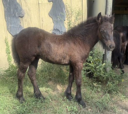 HorseID: 2299807 SouthMoore Countess - PhotoID: 1081036