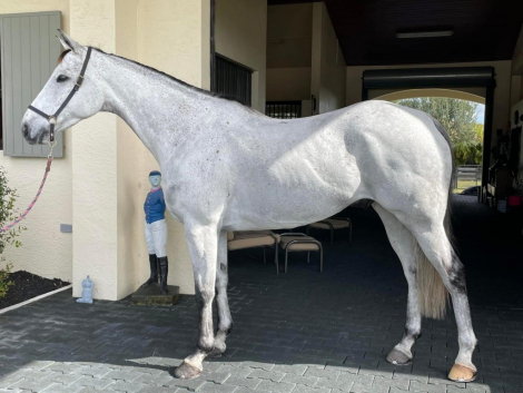 HorseID: 2299810 Zuko - PhotoID: 1081152