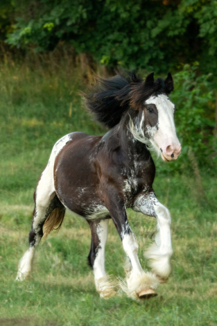 HorseID: 2299818 Celtic Cross Bolero - PhotoID: 1081160
