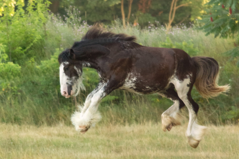 HorseID: 2299818 Celtic Cross Bolero - PhotoID: 1081162