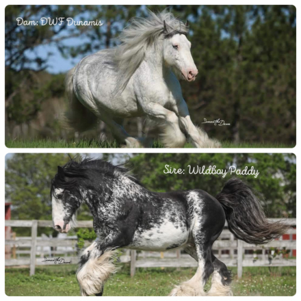 HorseID: 2299818 Celtic Cross Bolero - PhotoID: 1081163