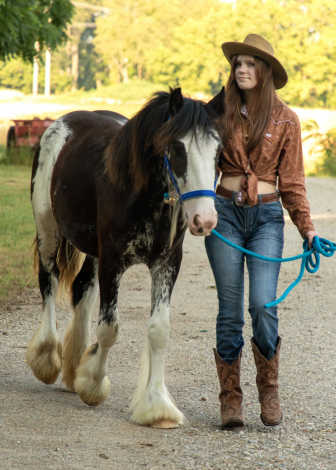 HorseID: 2299818 Celtic Cross Bolero - PhotoID: 1082436