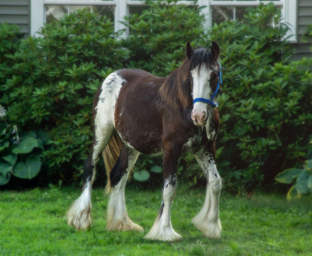 HorseID: 2299818 Celtic Cross Bolero - PhotoID: 1082437