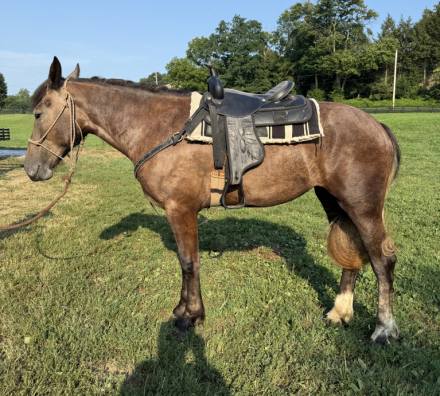 HorseID: 2299833 Percy - PhotoID: 1081169