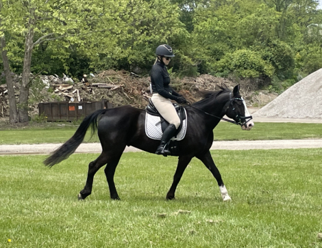 HorseID: 2299840 Dare Me - PhotoID: 1081178