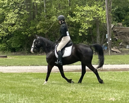 HorseID: 2299840 Dare Me - PhotoID: 1081179