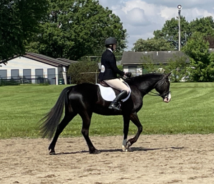 HorseID: 2299840 Dare Me - PhotoID: 1081180