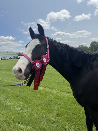 HorseID: 2299840 Dare Me - PhotoID: 1081181