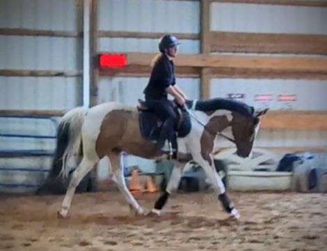 HorseID: 2299842 Johnny Be Goode - PhotoID: 1085546