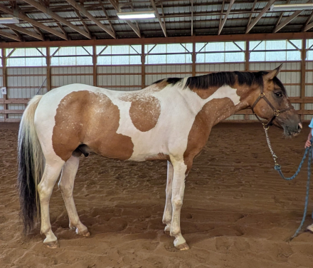 HorseID: 2299842 Johnny Be Goode - PhotoID: 1085545