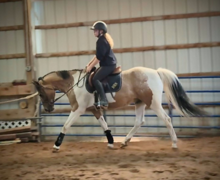 HorseID: 2299842 Johnny Be Goode - PhotoID: 1085544