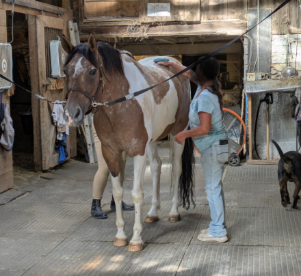 HorseID: 2299842 Johnny Be Goode - PhotoID: 1104359