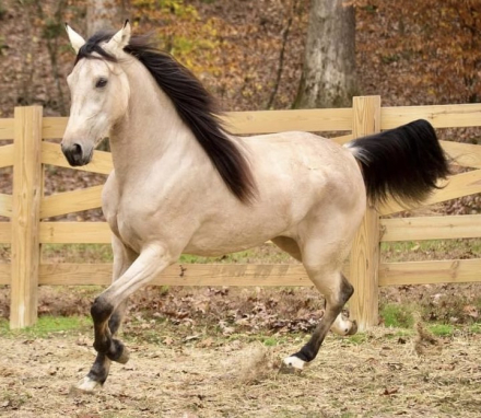 HorseID: 2299850 Rowdy Rawhide Rocket's Rockelle - PhotoID: 1081187