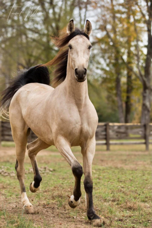 HorseID: 2299850 Rowdy Rawhide Rocket's Rockelle - PhotoID: 1081188