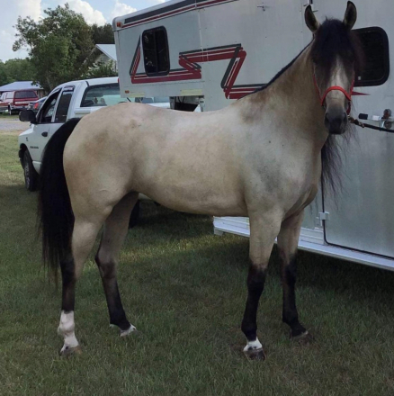 HorseID: 2299850 Rowdy Rawhide Rocket's Rockelle - PhotoID: 1081189