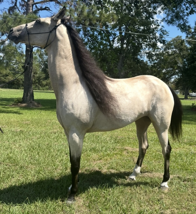 HorseID: 2299850 Rowdy Rawhide Rocket's Rockelle - PhotoID: 1081190