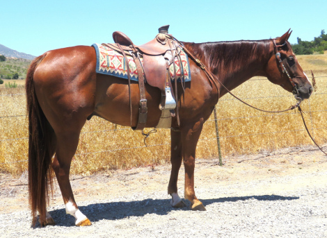 HorseID: 2299853 DASH FOR HOOK - PhotoID: 1081191