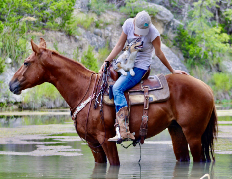 HorseID: 2299856 Dancing Chicken - PhotoID: 1081192