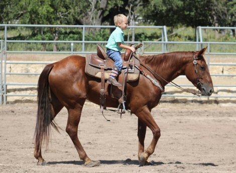 HorseID: 2299856 Dancing Chicken - PhotoID: 1081193