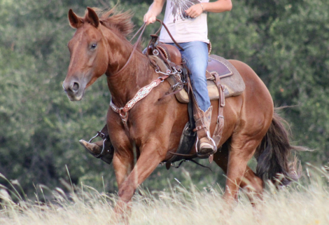 HorseID: 2299856 Dancing Chicken - PhotoID: 1081194