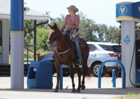 HorseID: 2299856 Dancing Chicken - PhotoID: 1081195