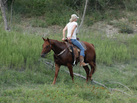 HorseID: 2299856 Dancing Chicken - PhotoID: 1081196