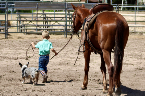 HorseID: 2299856 Dancing Chicken - PhotoID: 1081197