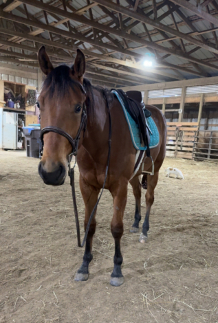 HorseID: 2299863 CBS UR LUCKY IM HOT - PhotoID: 1081200